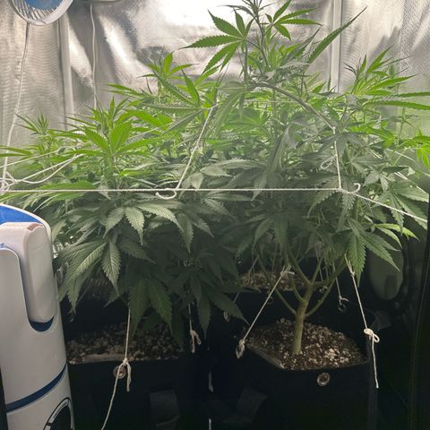 Ak 47 3 growlog timeline photo