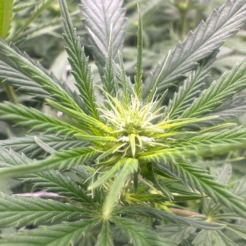 Ak 47 3 growlog timeline photo