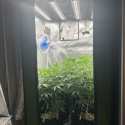 Ak 47 3 growlog timeline photo