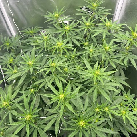 Ak 47 3 growlog timeline photo