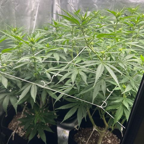 Ak 47 3 growlog timeline photo