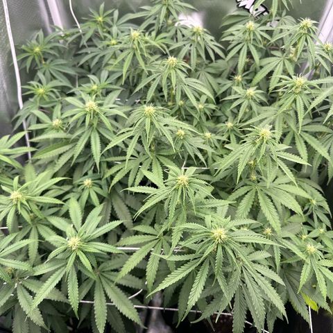 Ak 47 3 growlog timeline photo