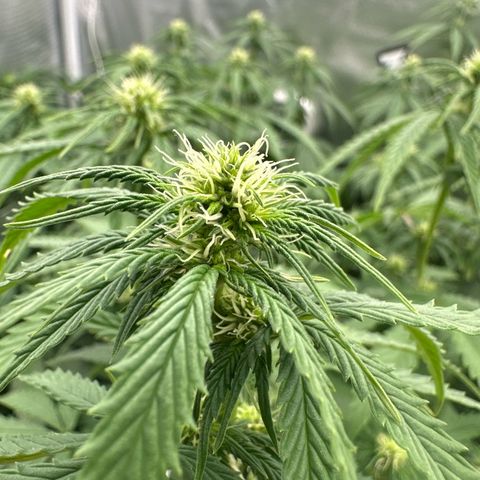 Ak 47 3 growlog timeline photo