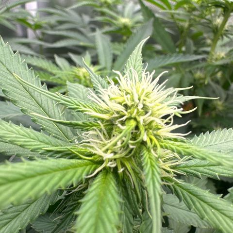 Ak 47 3 growlog timeline photo