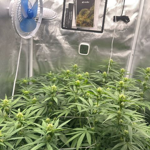 Ak 47 3 growlog timeline photo