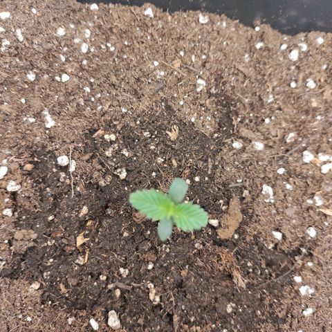 Quick 1 growlog timeline photo