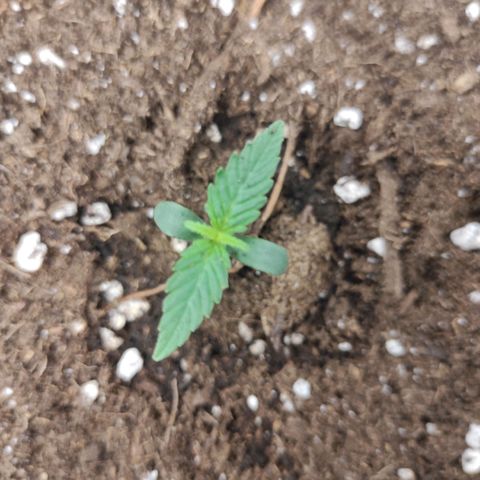 Quick 2 growlog timeline photo