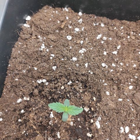 Quick 3 growlog timeline photo