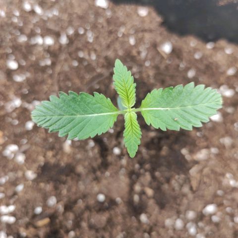 Quick 1 growlog timeline photo