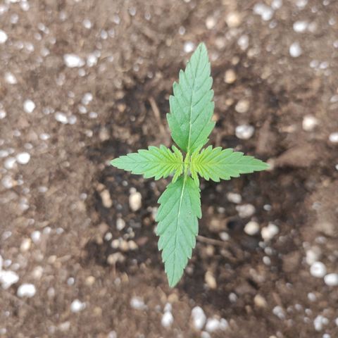 Quick 2 growlog timeline photo
