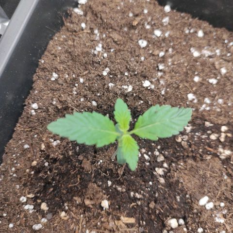Quick 3 growlog timeline photo