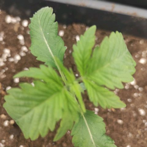 Quick 1 growlog timeline photo