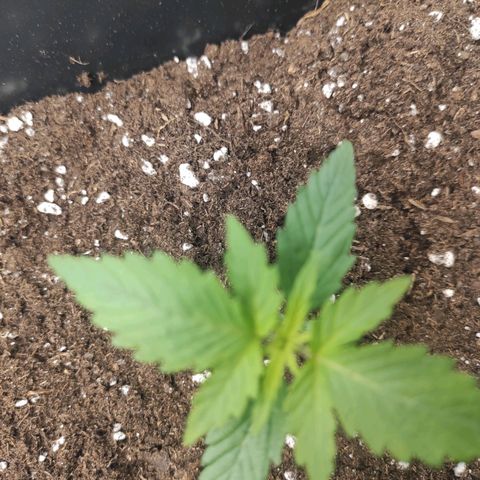 Quick 2 growlog timeline photo