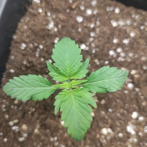 Quick 3 growlog timeline photo