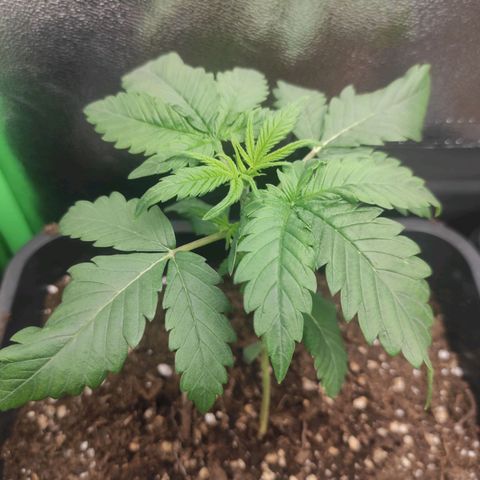 Quick 1 growlog timeline photo
