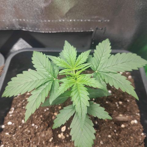 Quick 2 growlog timeline photo