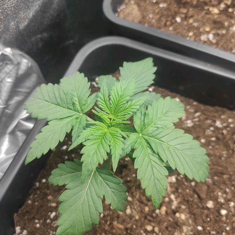 Quick 3 growlog timeline photo