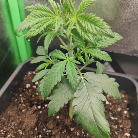 Quick 1 growlog timeline photo