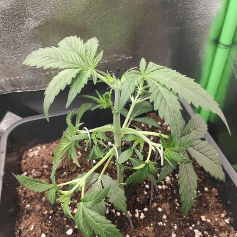 Quick 2 growlog photo: LS und topping 