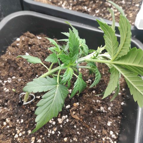 Quick 3 growlog photo: Ls