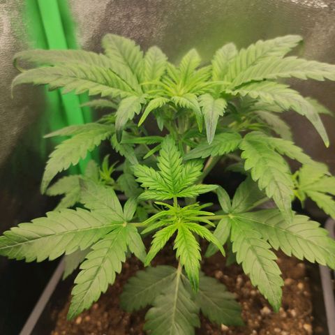 Quick 1 growlog timeline photo