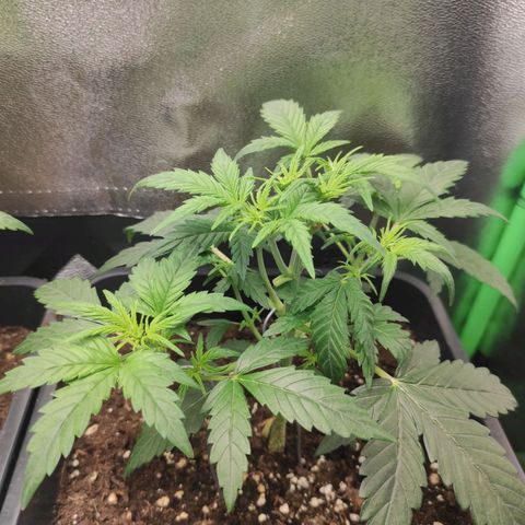 Quick 2 growlog timeline photo