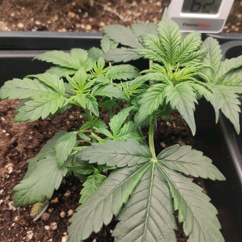 Quick 3 growlog timeline photo