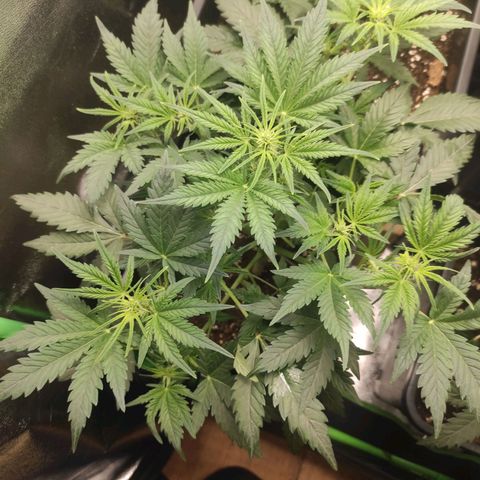 Quick 1 growlog timeline photo
