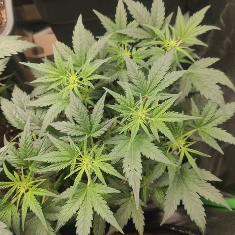 Quick 2 growlog timeline photo