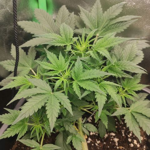 Quick 3 growlog timeline photo