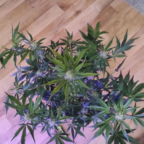 Quick 1 growlog timeline photo