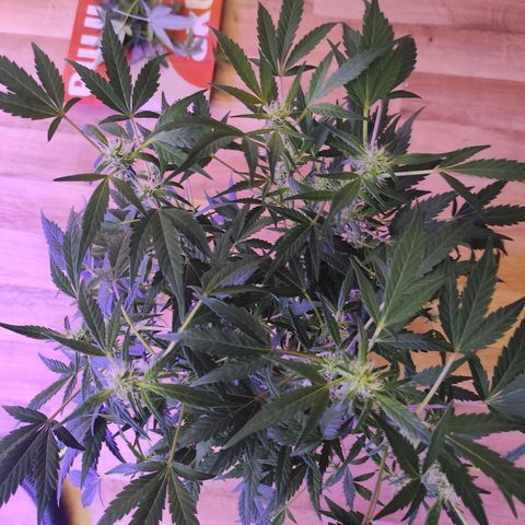 Quick 2 growlog timeline photo