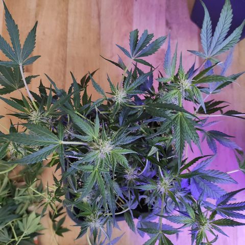 Quick 3 growlog timeline photo