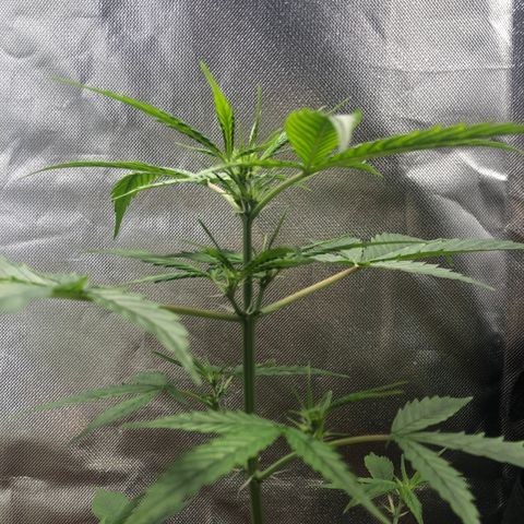 Auto Gelato #33 growlog timeline photo