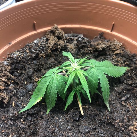Auto Gelato #33 growlog timeline photo