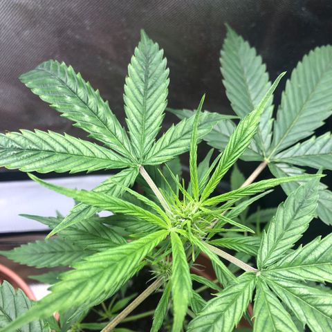 Auto Gelato #33 growlog timeline photo