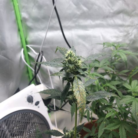 Auto Gelato #33 growlog timeline photo
