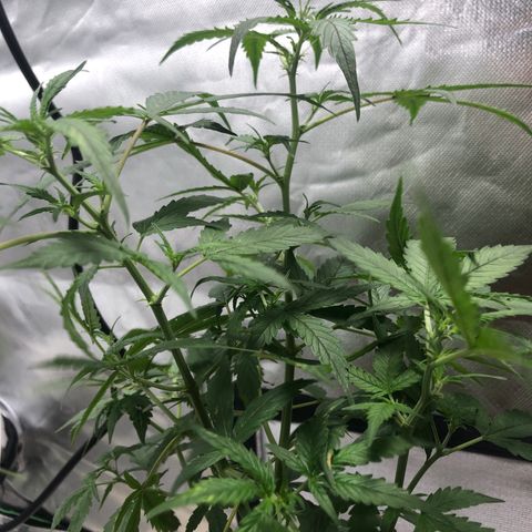 Auto Gelato #33 growlog timeline photo