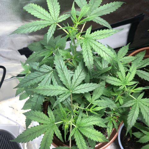 Auto Gelato #33 growlog timeline photo