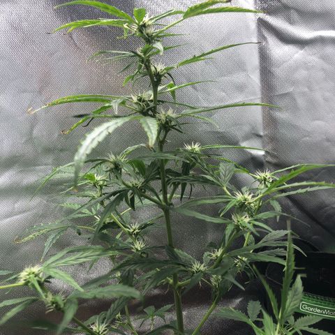 Auto Gelato #33 growlog timeline photo