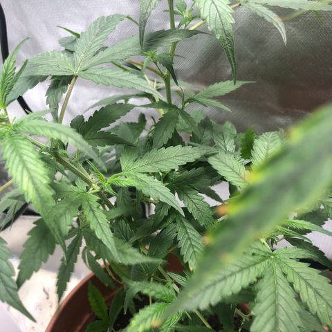 Auto Gelato #33 growlog timeline photo