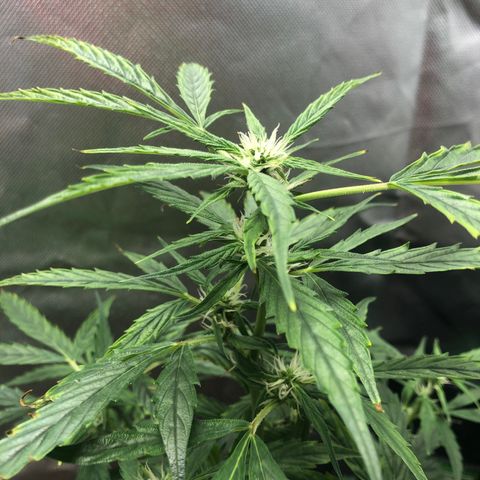 Auto Gelato #33 growlog timeline photo