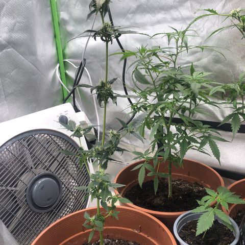 Auto Gelato #33 growlog timeline photo
