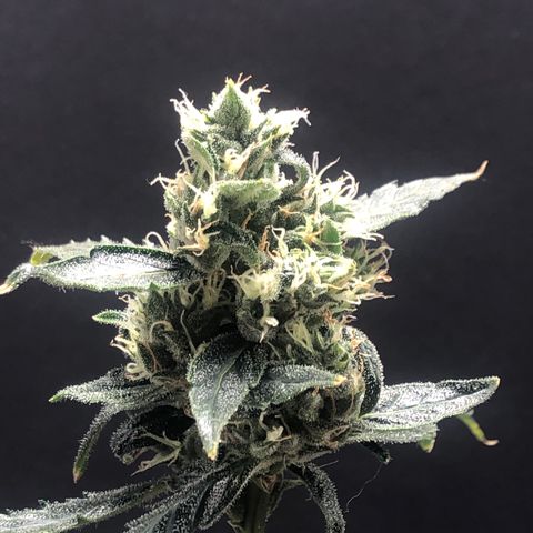 Auto Gelato #33 growlog timeline photo