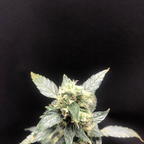 Auto Gelato #33 growlog timeline photo