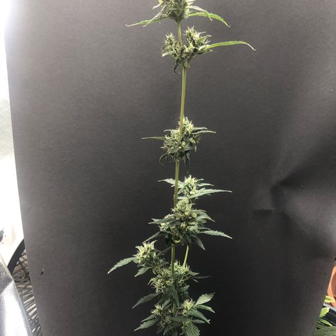 Auto Gelato #33 growlog timeline photo