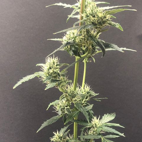 Auto Gelato #33 growlog timeline photo