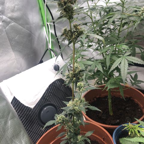 Auto Gelato #33 growlog timeline photo