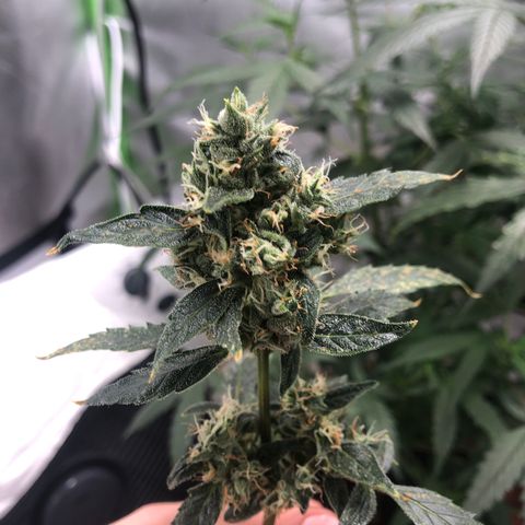 Auto Gelato #33 growlog timeline photo