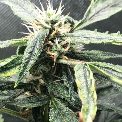 Auto Gelato #33 growlog timeline photo